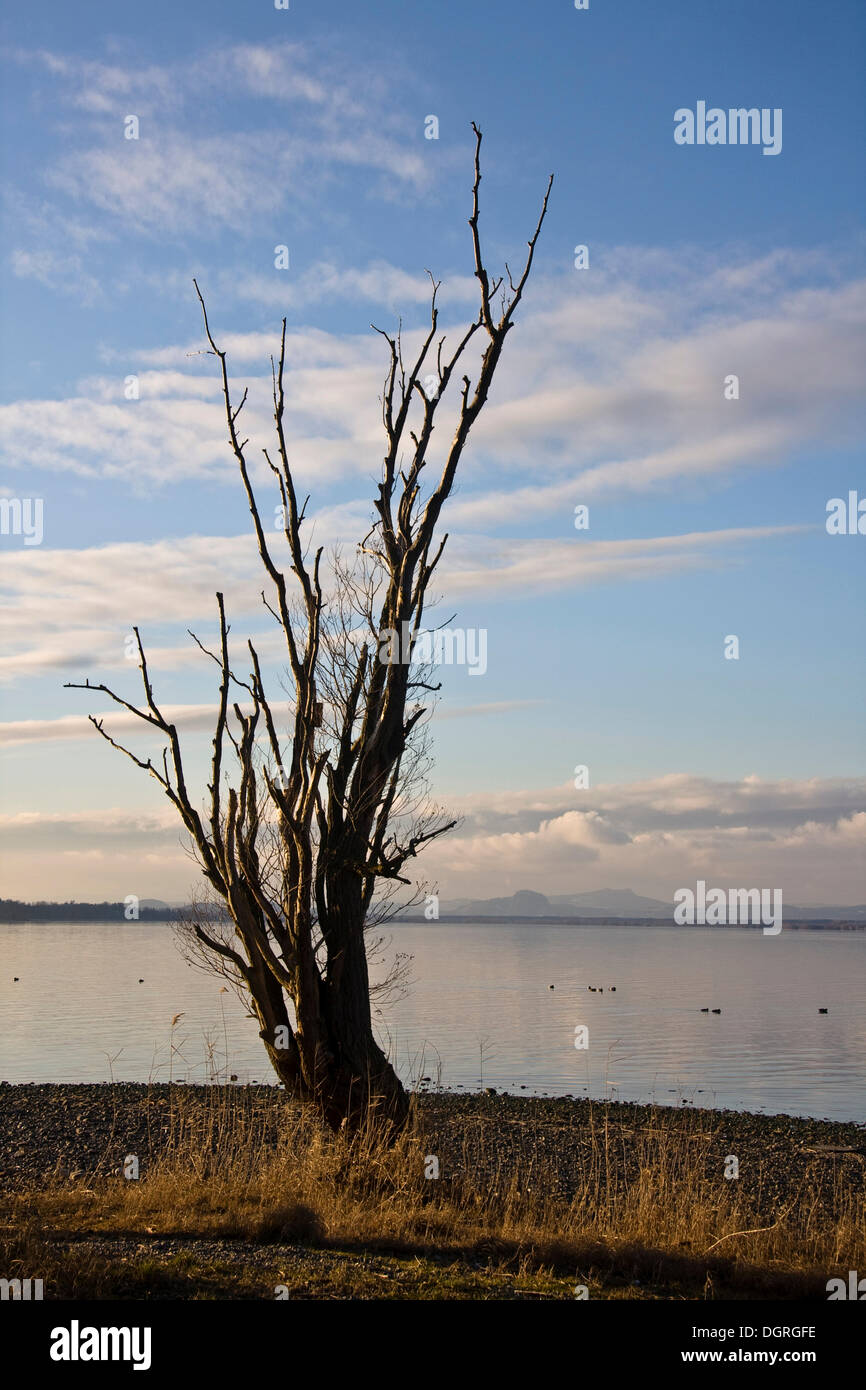 Dead tree on the beach of Reichenau island, Landkreis Konstanz county, Baden-Wuerttemberg Stock Photo
