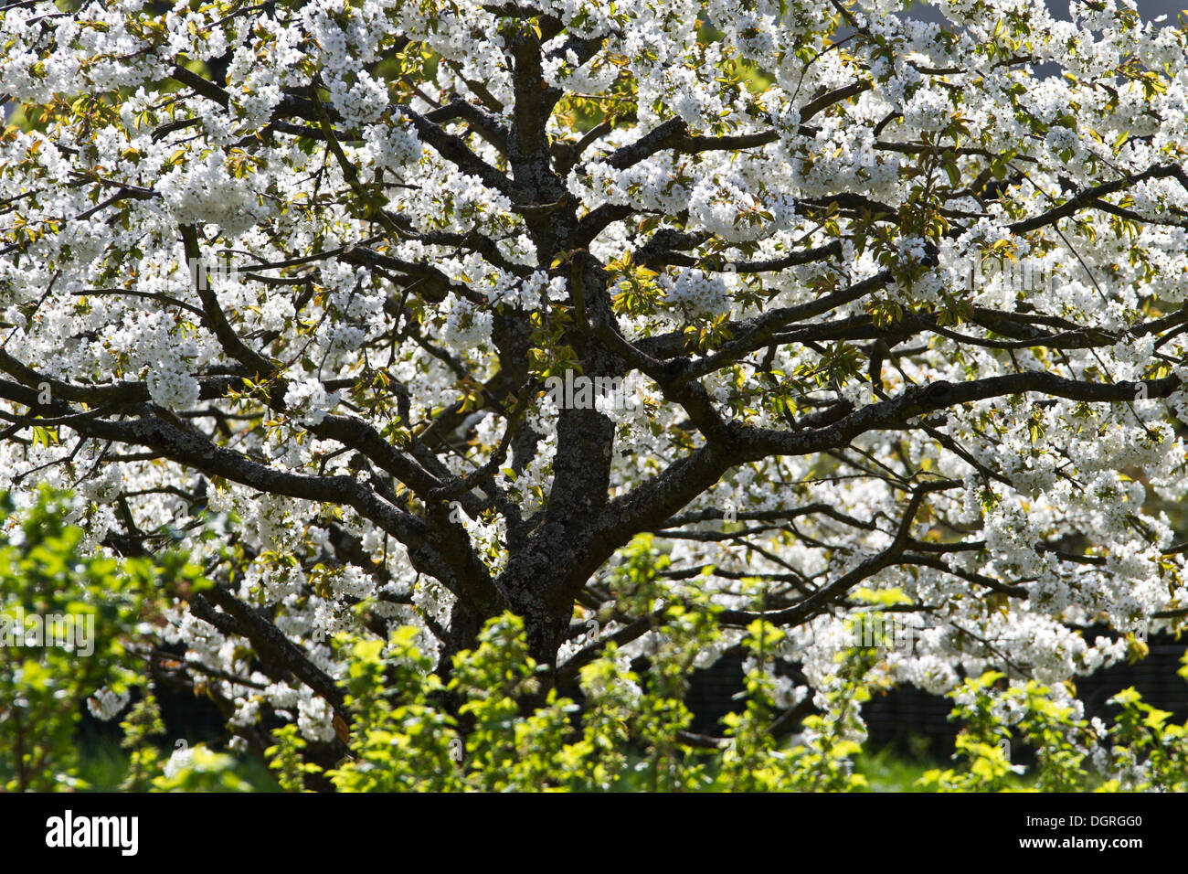 Blooming apple tree (Malus), blossoming season on the Hoeri peninsula, Lake Constance, Landkreis Konstanz county Stock Photo