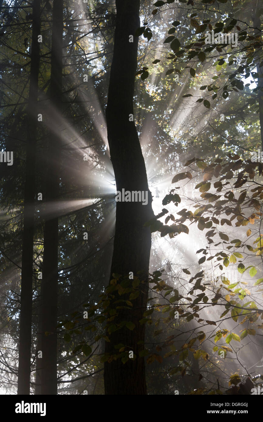 Sun rays in the autumnal misty forest, Schienerberg, Hegau area, Landkreis Konstanz county, Baden-Wuerttemberg Stock Photo