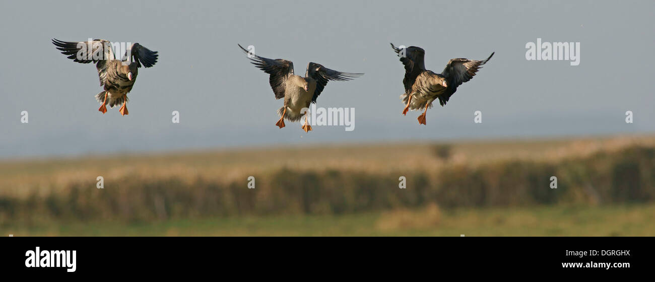 Greater white-fronted geese (Anser albifrons) Stock Photo