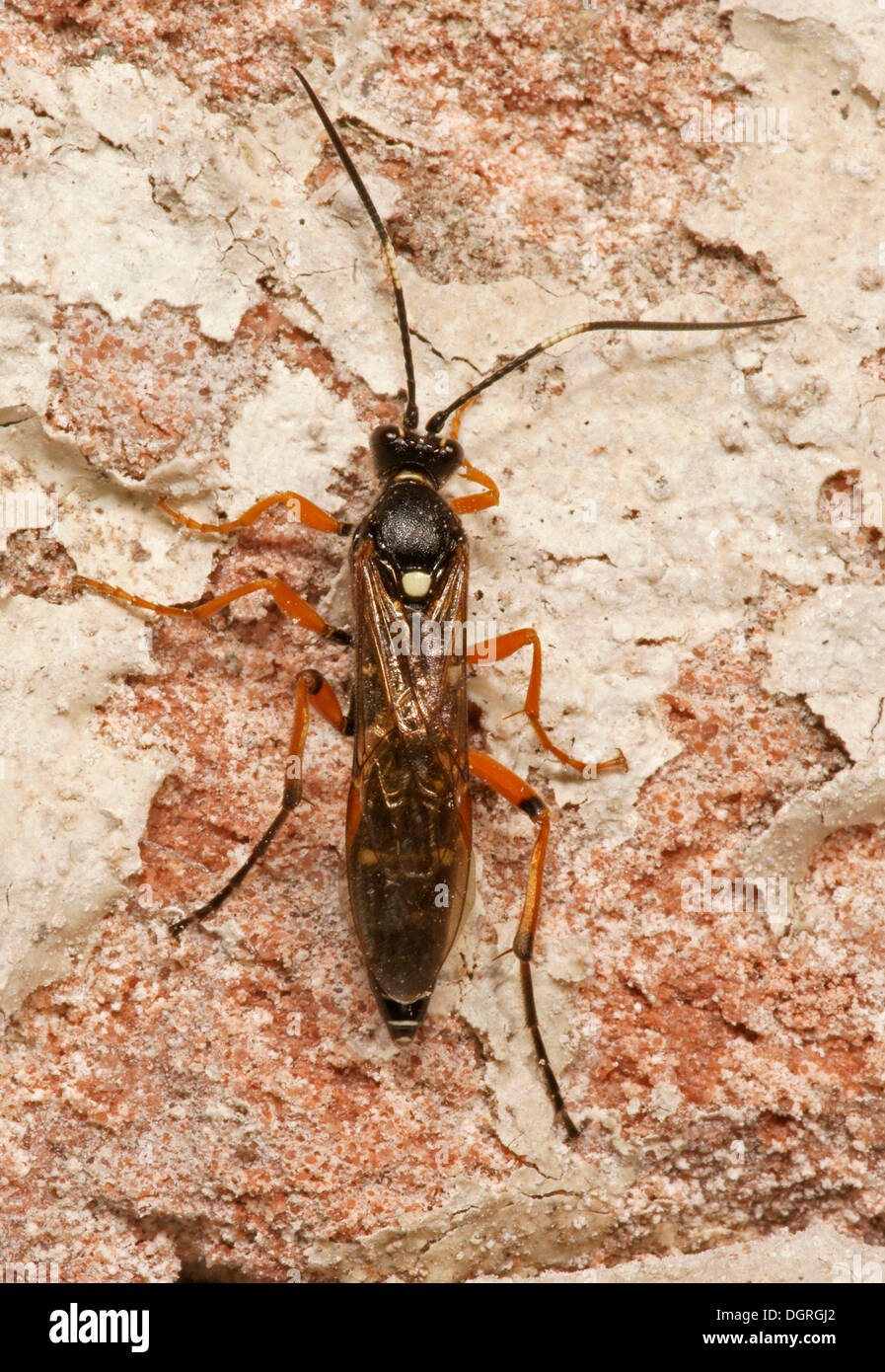 Scorpion Wasp (Diphyus quadripunctorius) Stock Photo