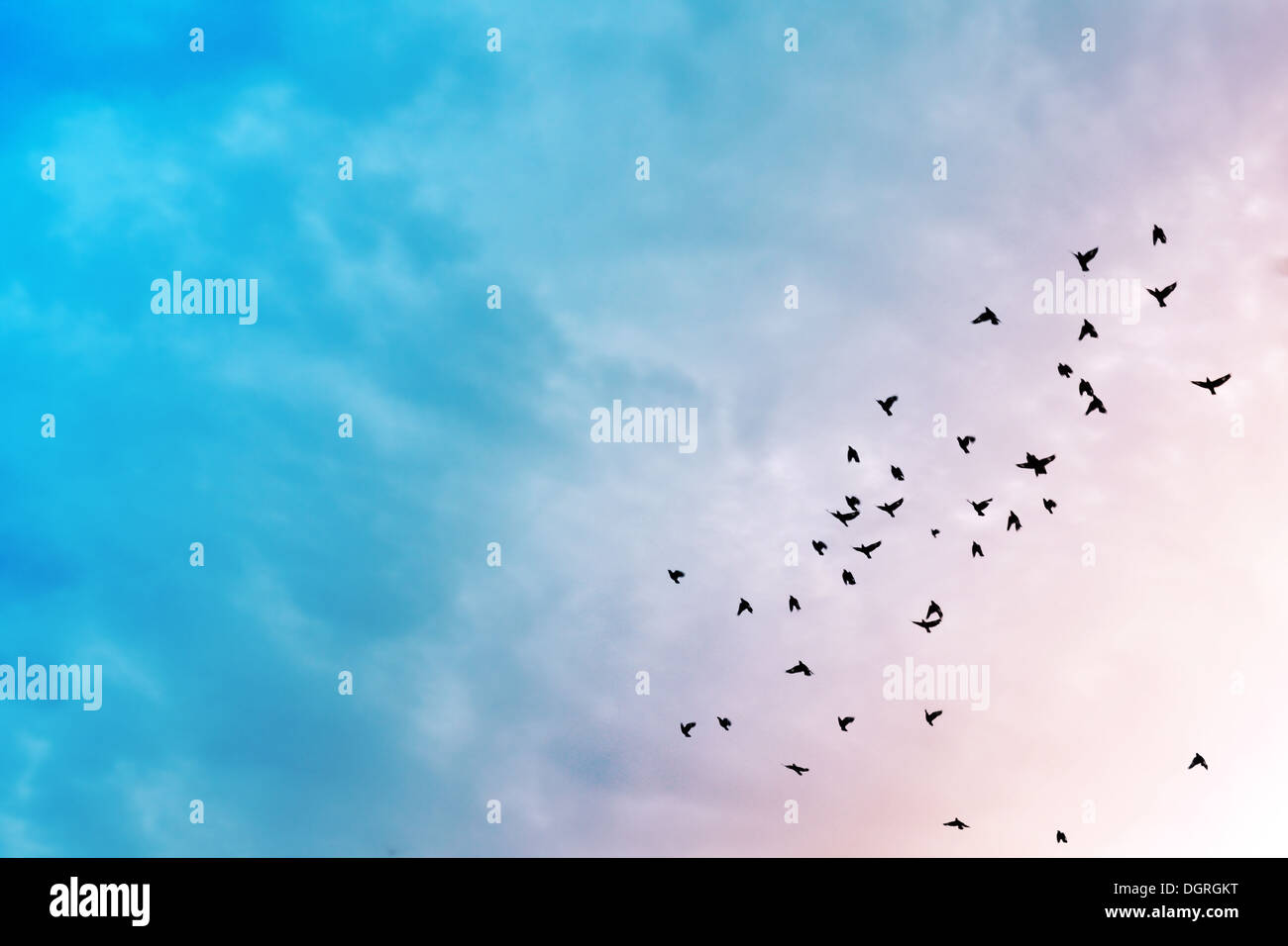 Birds flying in the blue sky . Stock Photo