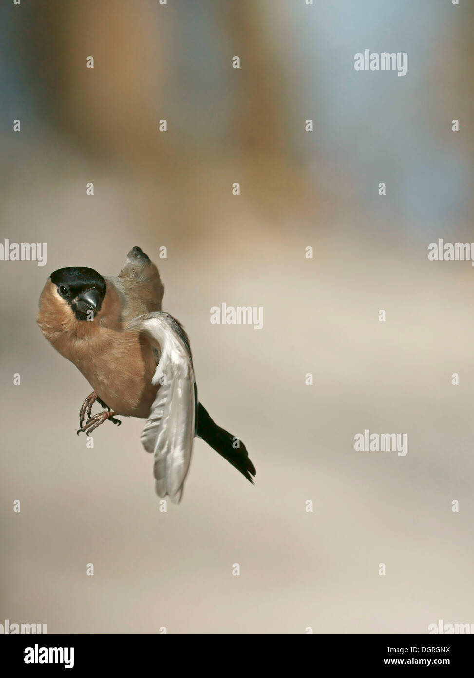 Eurasian Bullfinch (Pyrrhula pyrrhula) in flight Stock Photo