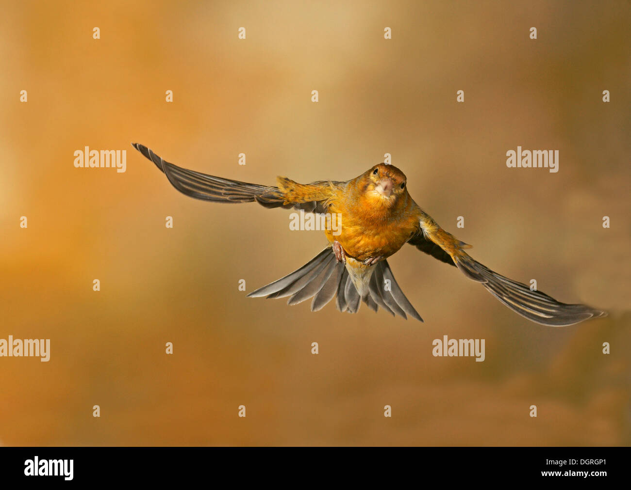 Domestic Canary (Serinus canaria domestica) Stock Photo