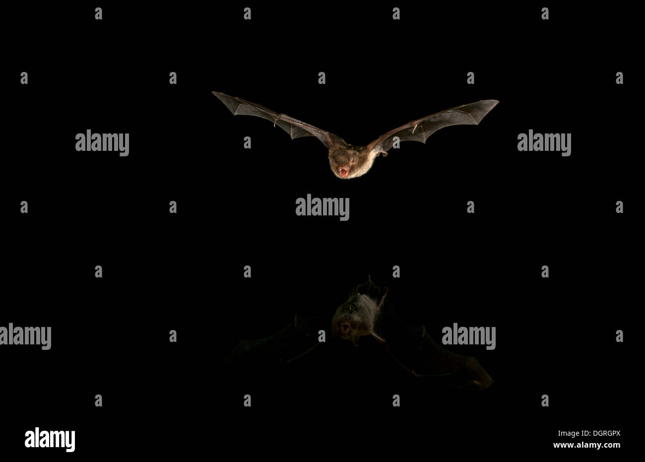 Daubenton's bat (Myotis daubentonii) Stock Photo