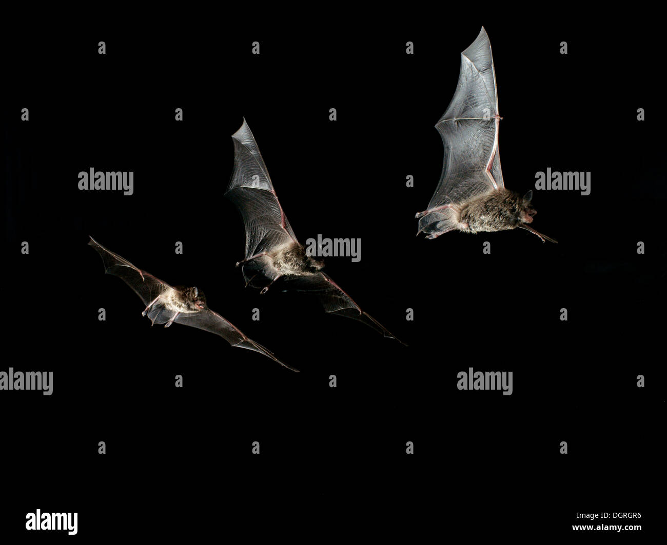 Daubenton's bat (Myotis daubentonii) Stock Photo