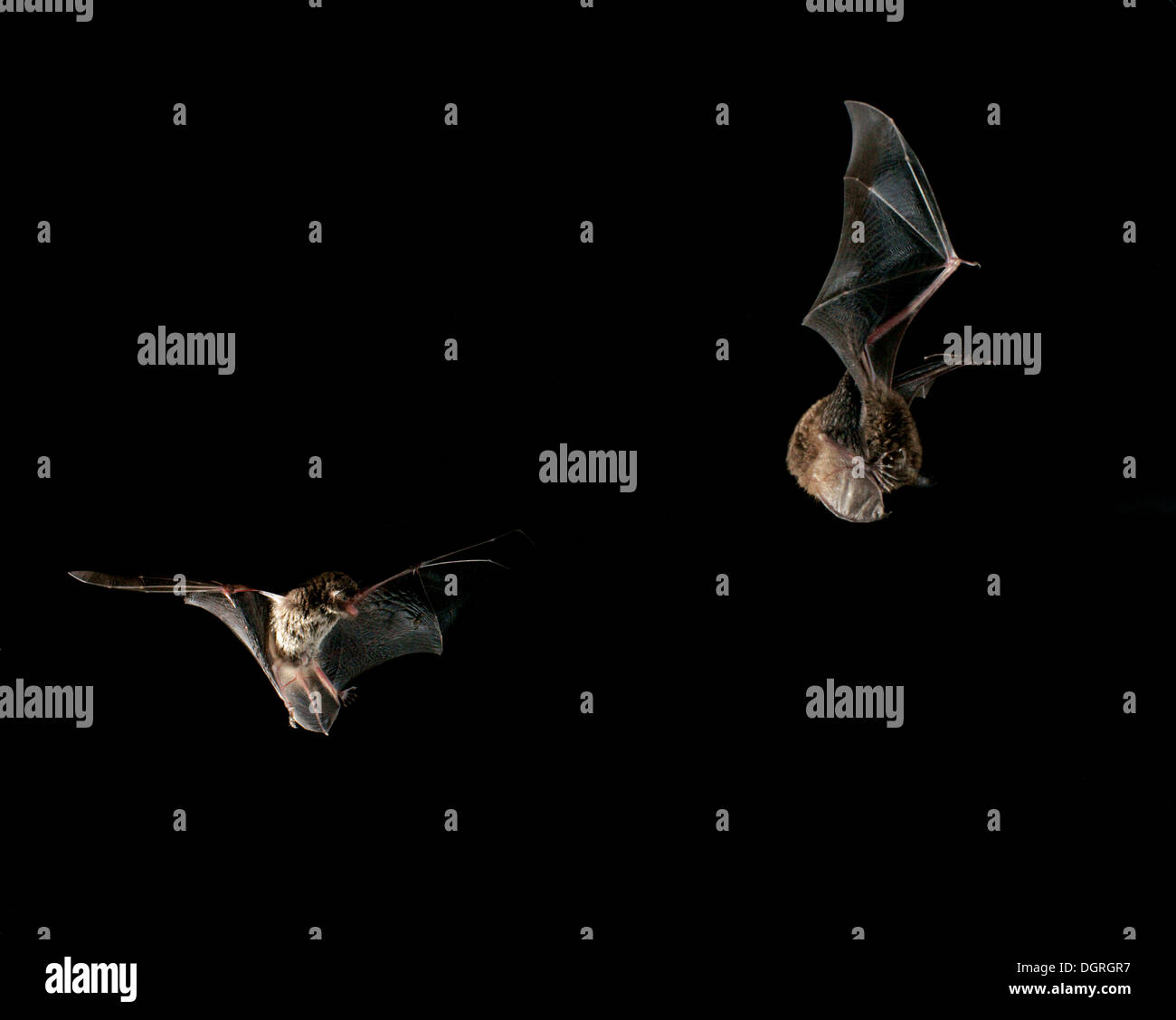 Daubenton's bat (Myotis daubentonii) Stock Photo