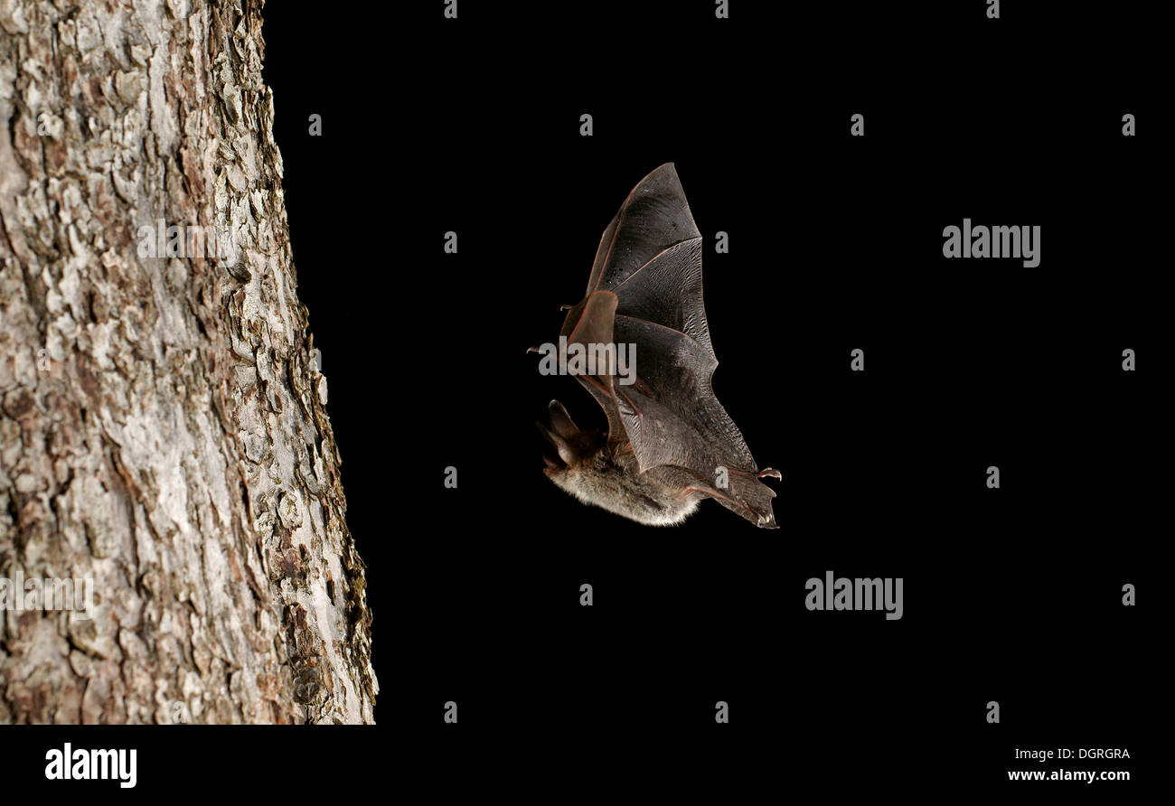 Bechstein's bat (Myotis bechsteinii) Stock Photo