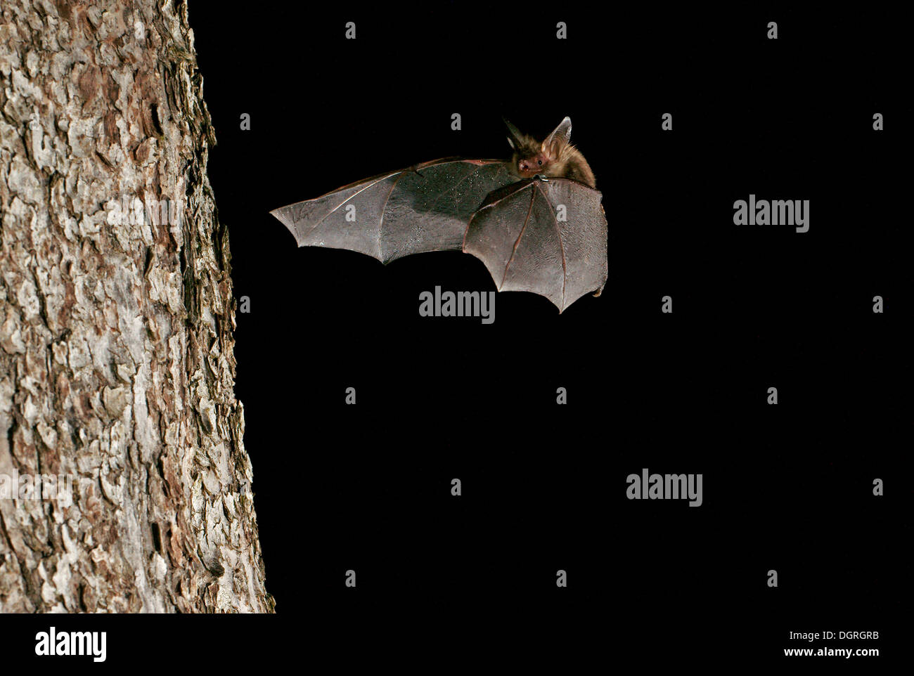 Bechstein's bat (Myotis bechsteinii) Stock Photo