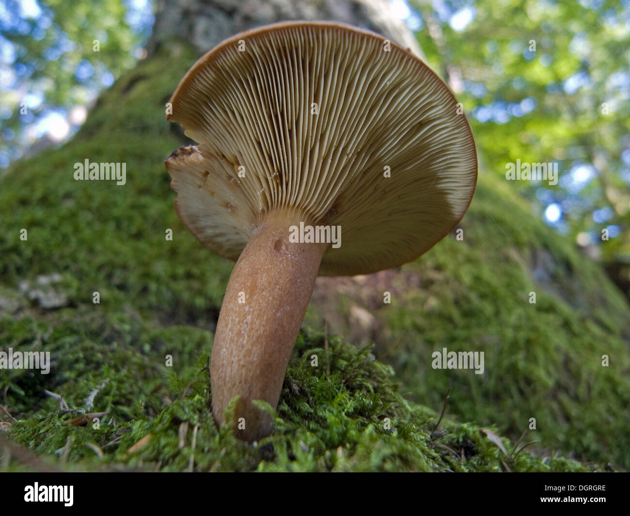 Lactarius mushroom hi-res stock photography and images - Alamy