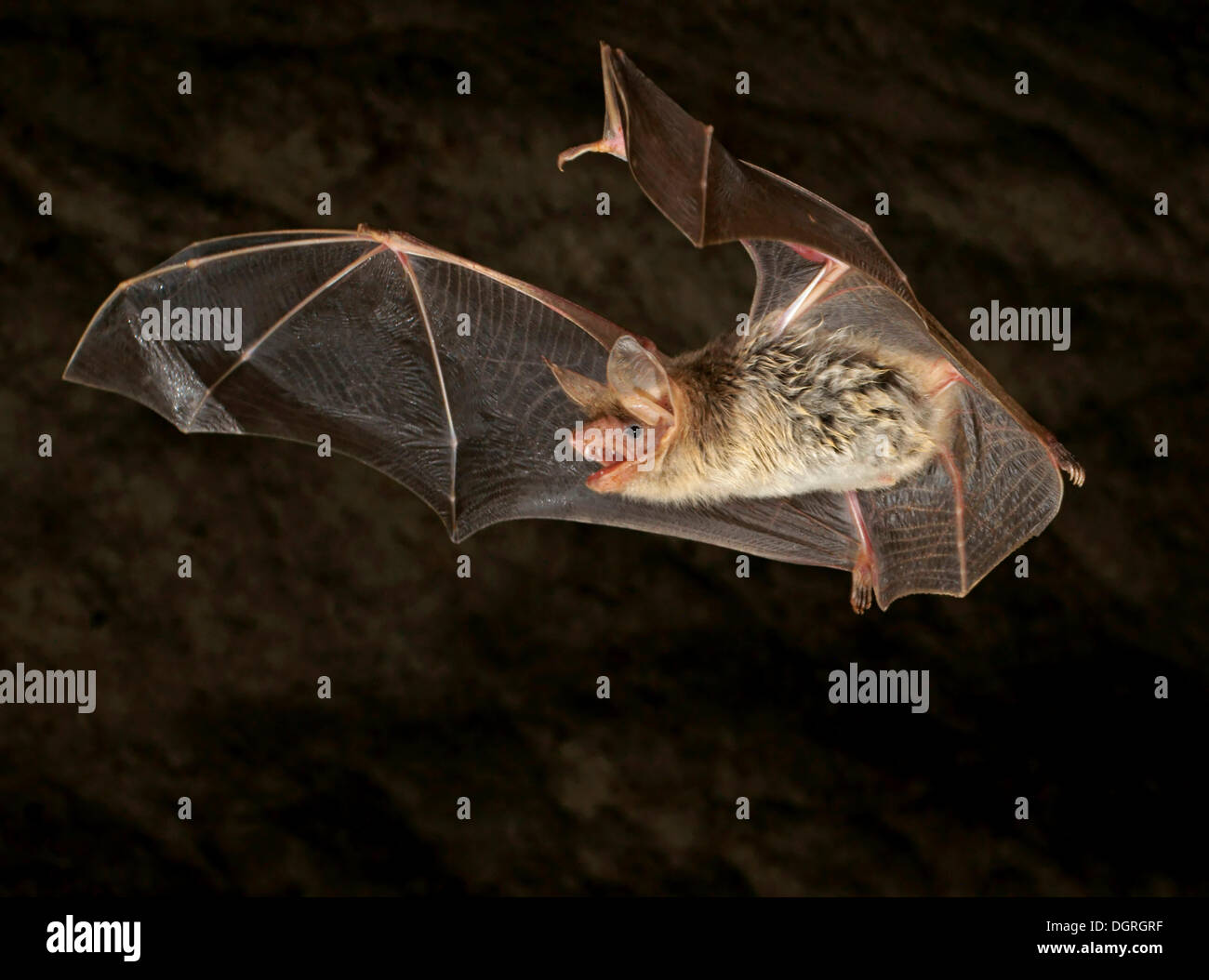 Lesser Mouse-eared Bat (Myotis blythii) Stock Photo