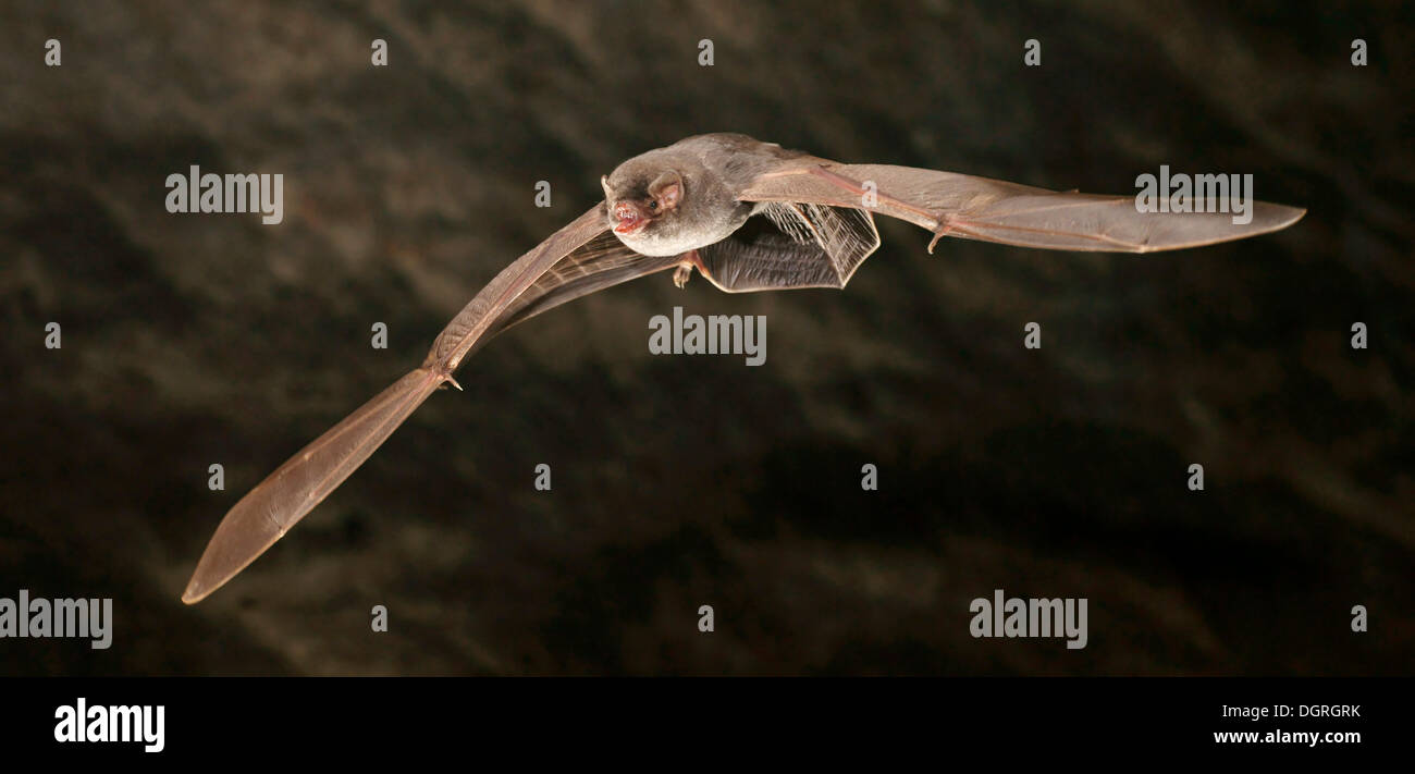 Common Bentwing Bat or Schreiber's LongFingered Bat (Miniopterus