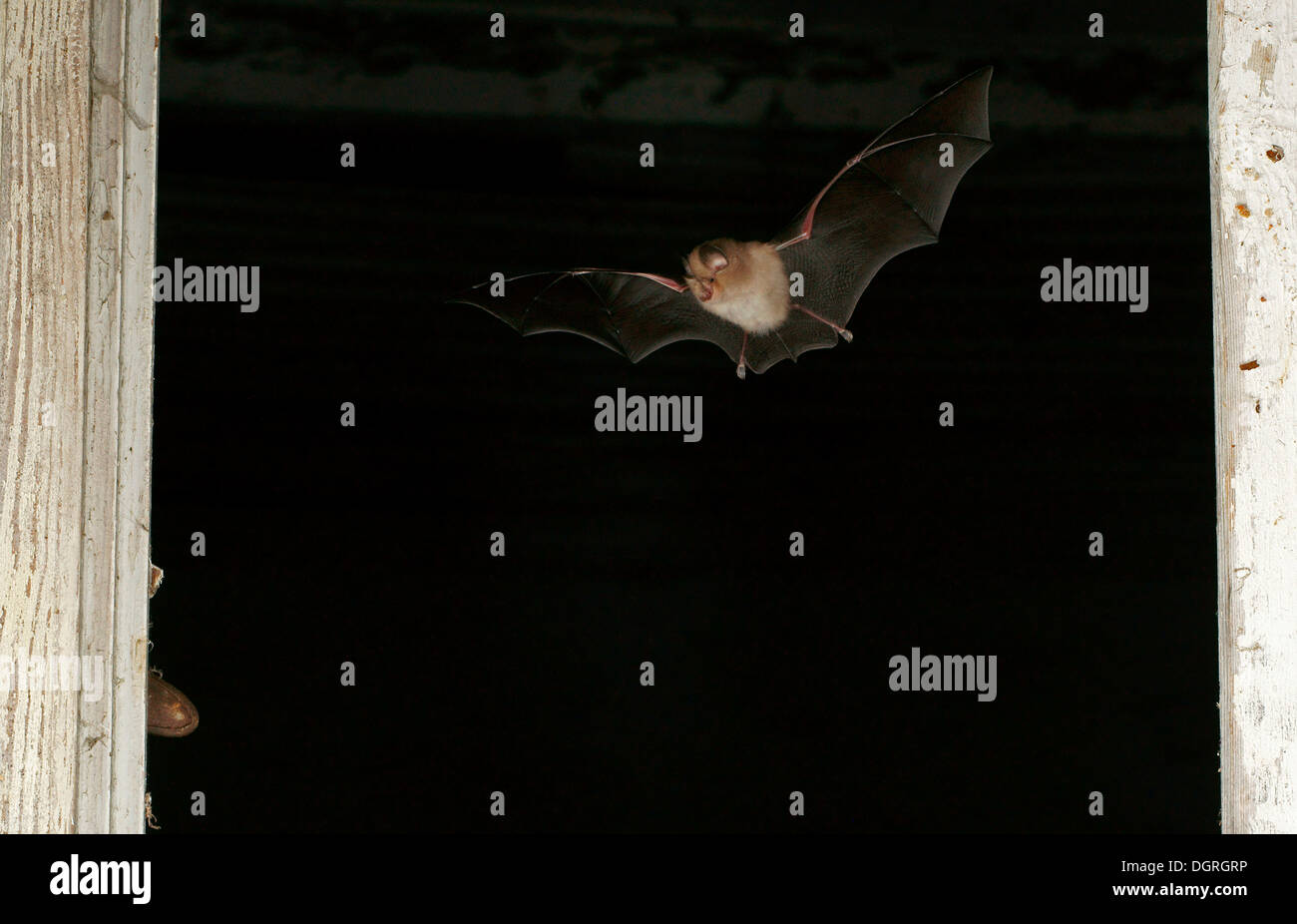 Lesser horseshoe bat (Rhinolophus hipposideros) Stock Photo