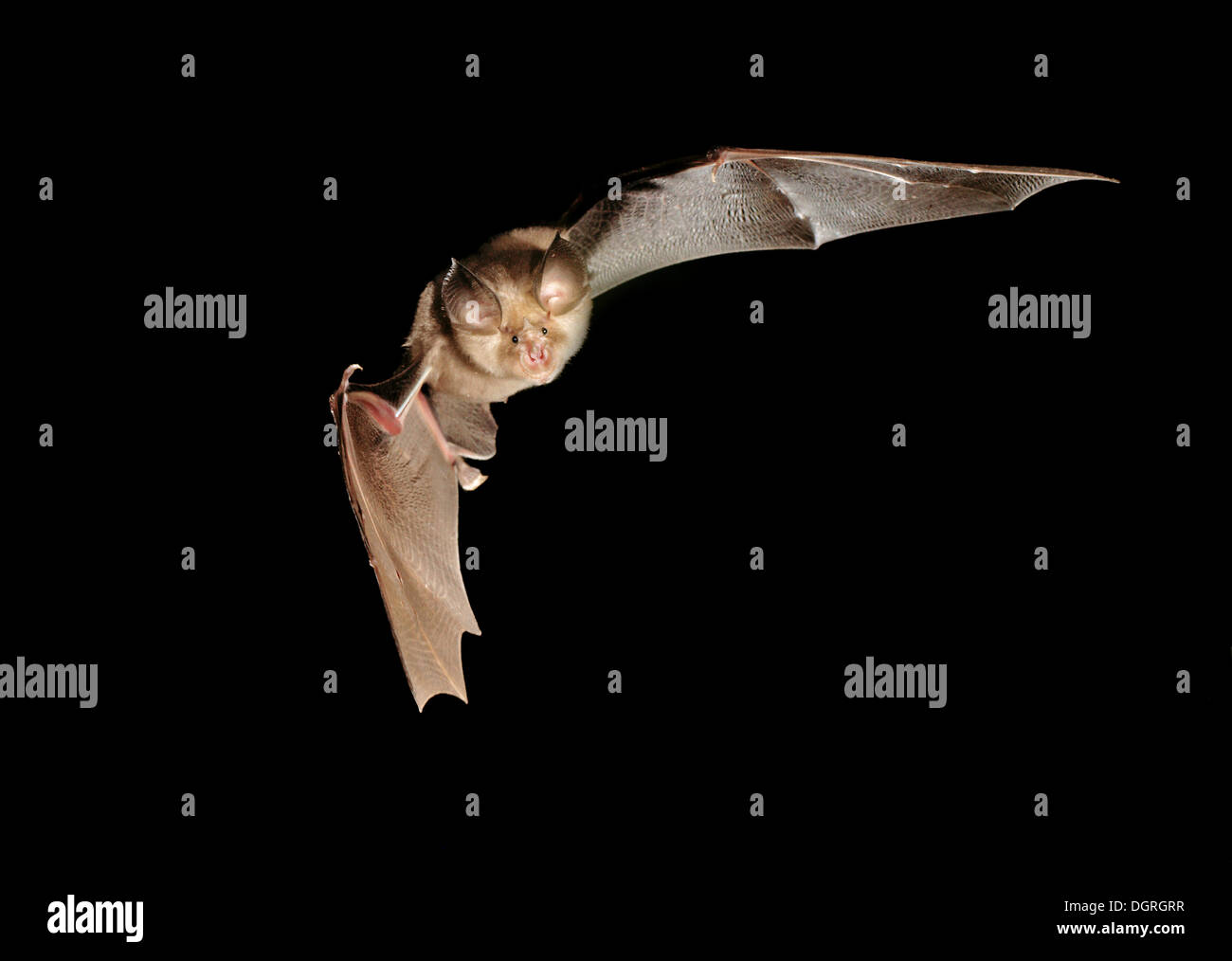 Greater Horseshoe Bat (Rhinolophus ferrumequinum) Stock Photo