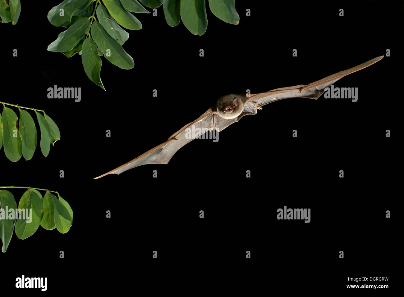 Common Bent-wing Bat or Schreiber's Long-Fingered Bat (Miniopterus schreibersii) Stock Photo