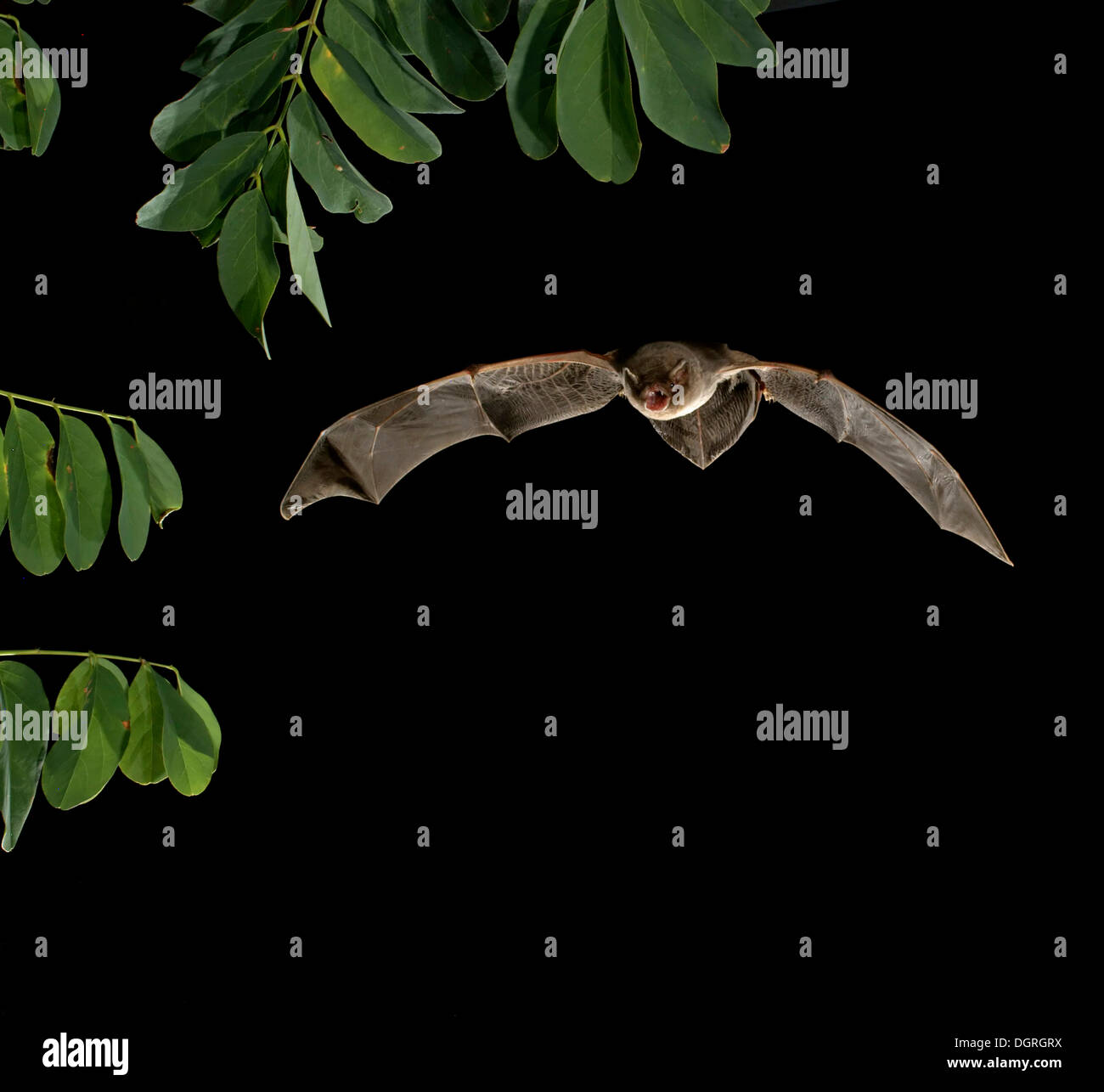 Common Bent-wing Bat or Schreiber's Long-Fingered Bat (Miniopterus schreibersii) Stock Photo