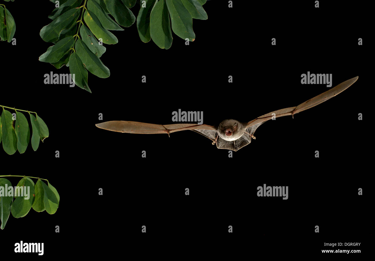 Common Bent-wing Bat or Schreiber's Long-Fingered Bat (Miniopterus schreibersii) Stock Photo