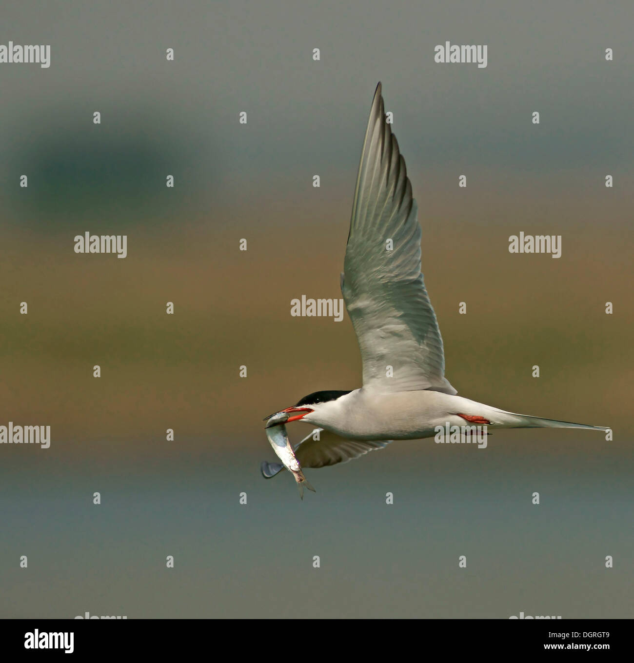 Common tern (Sterna hirundo) in flight with prey Stock Photo