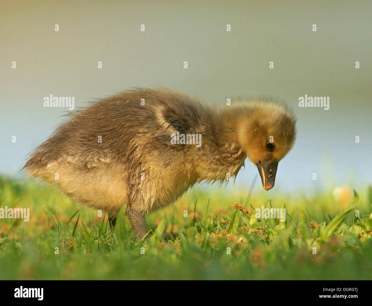 Grey Goose (Anser anser), gosling Stock Photo