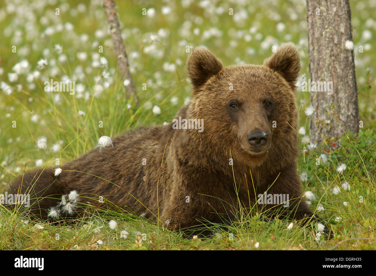 Brown bear (Ursus arctos), Karelia, Finland, Europe Stock Photo