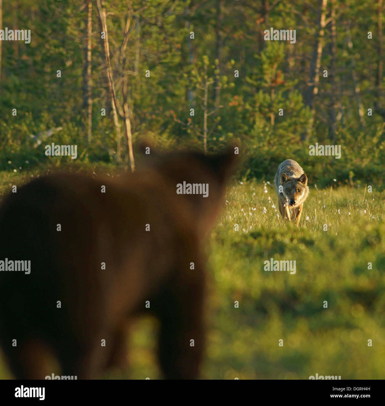 Brown bear (Ursus arctos) and wolf (Canis lupus), encounter, Karelia, Finland, Europe Stock Photo