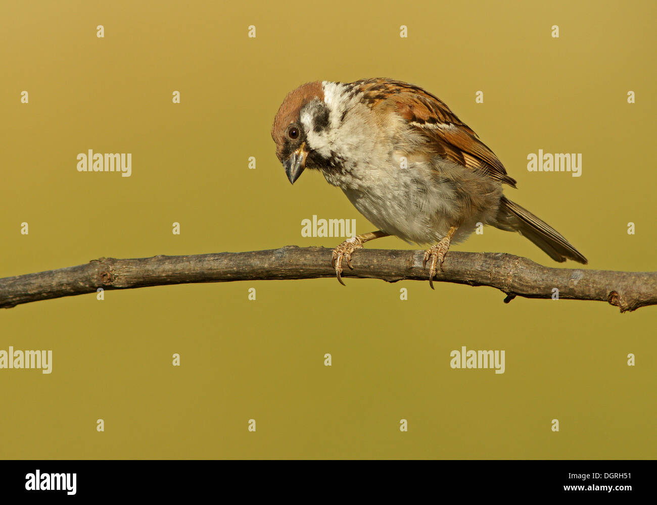 Eurasian Tree Sparrow (Passer montanus), Bulgaria, Europe Stock Photo