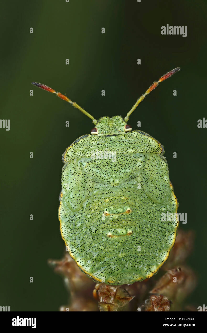 Larva of a Green Shield Bug (Palomena prasina), Bad Hersfeld, Hesse Stock Photo