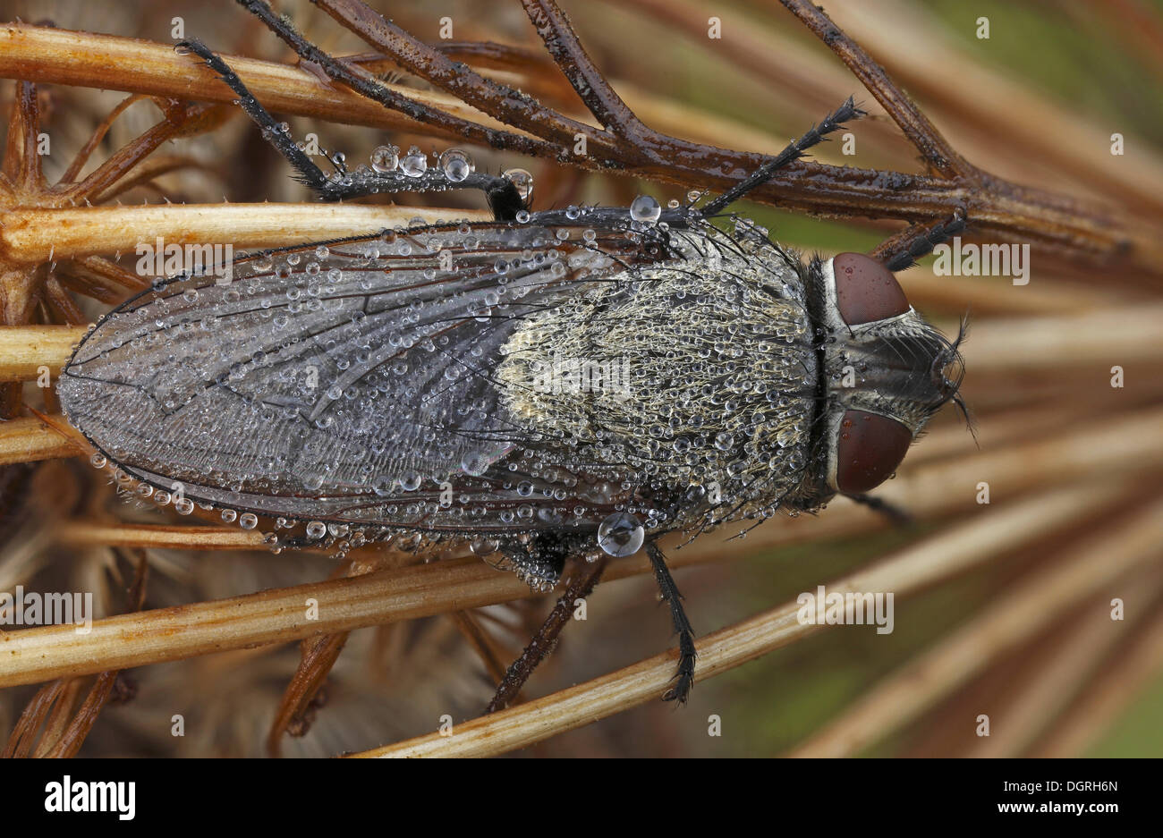 Species of house fly (Muscidae spec), Bad Hersfeld, Hesse Stock Photo