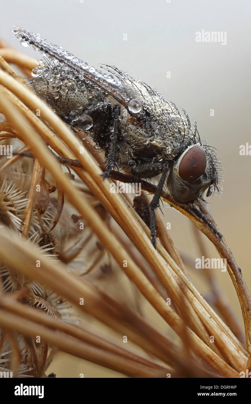 Species of house fly (Muscidae spec), Bad Hersfeld, Hesse Stock Photo