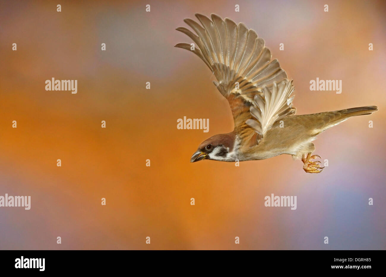 Eurasian Tree Sparrow (Passer montanus), in flight, Bad Hersfeld, Hesse Stock Photo