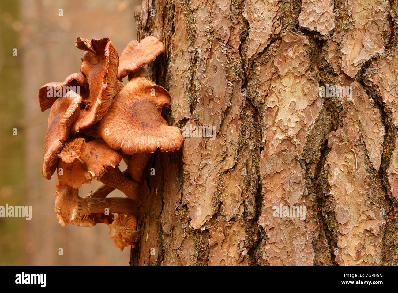 Common Honey Fungus (Armillaria mellea) on a pine tree, Bad Hersfeld Stock Photo