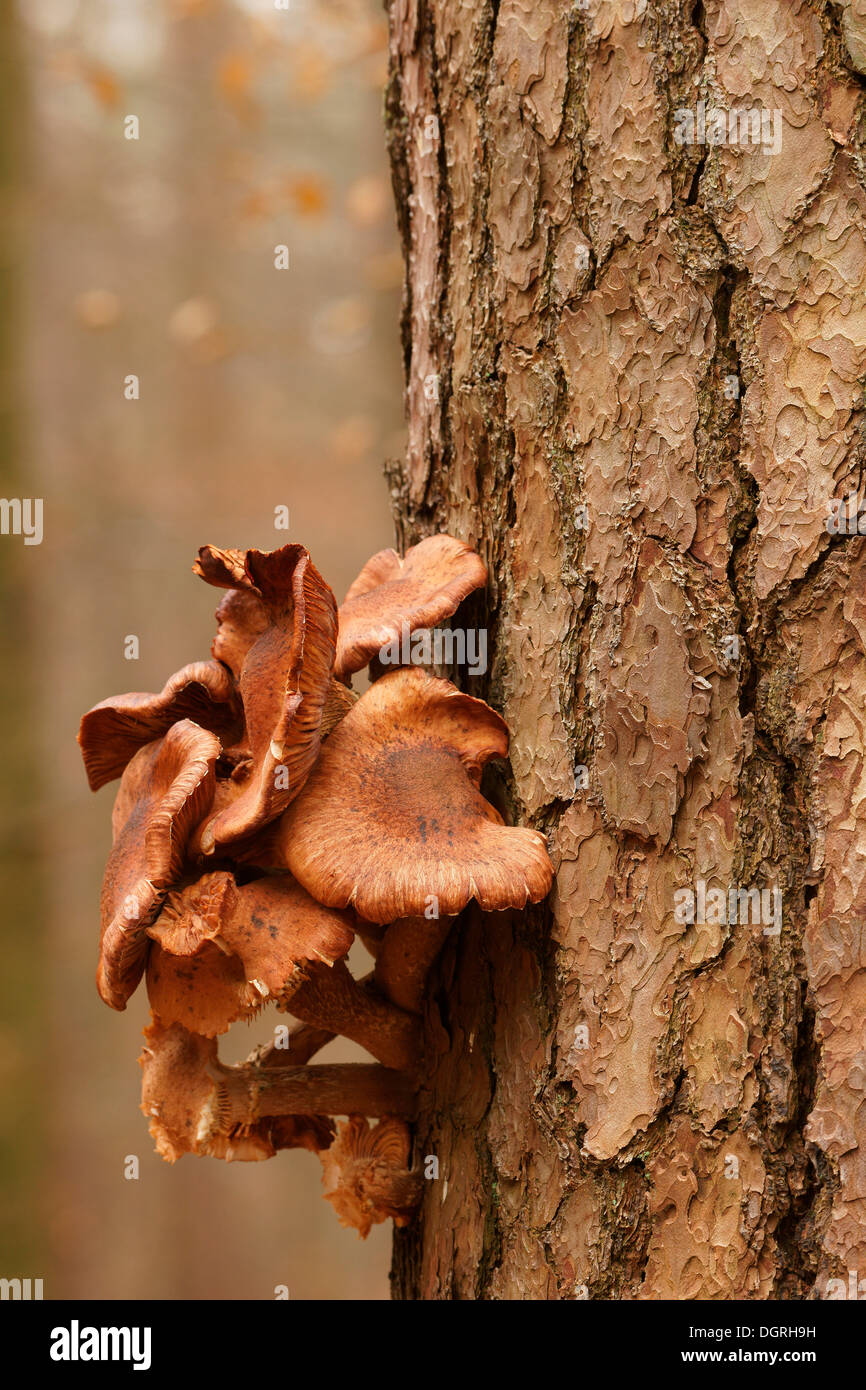 Honey fungus tree hires stock photography and images Alamy