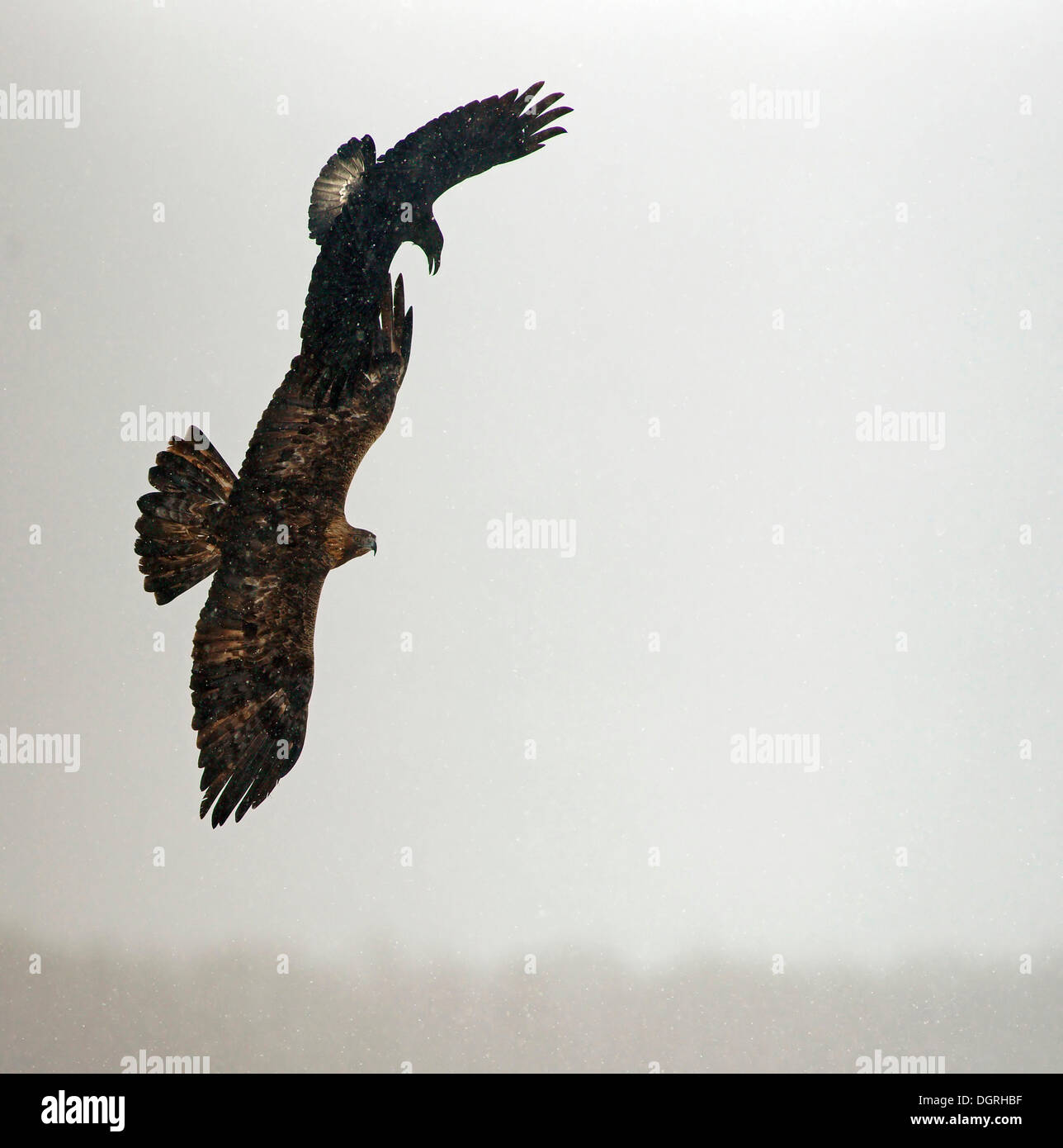 Golden eagle (Aquila chrysaetos) and Common raven (Corvus corax) in flight, Naturpark Sinite Kamani, Bulgaria Stock Photo