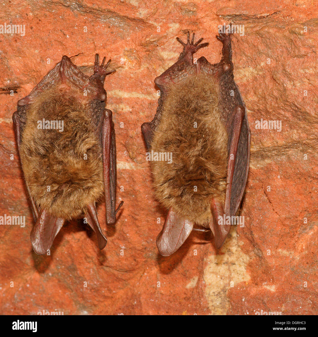 Bechstein's Bats (Myotis bechsteinii) in hibernation, Bad Hersfeld, Hesse, Germany Stock Photo