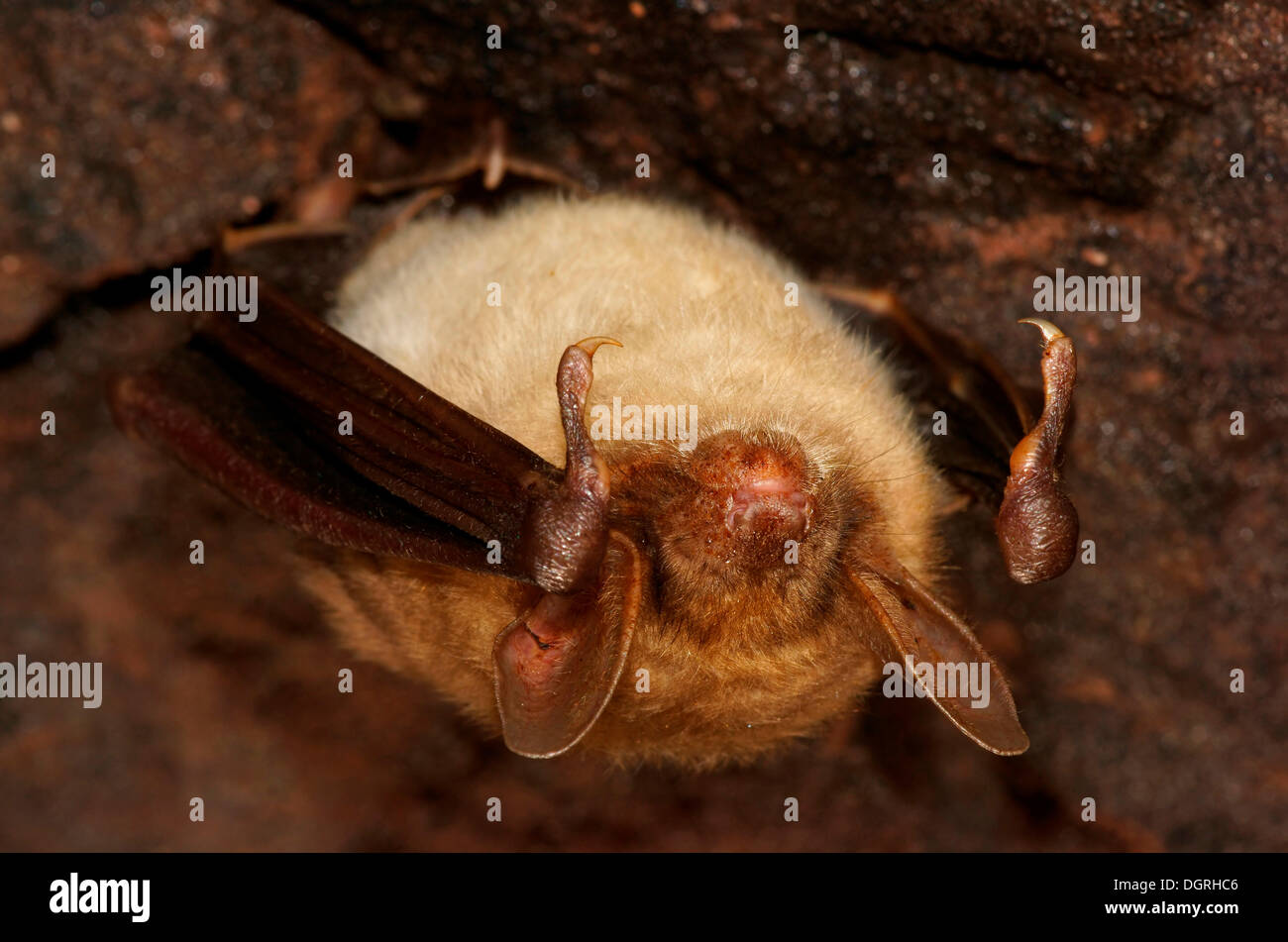 Greater Mouse-eared Bat (Myotis myotis) in hibernation, Nordhessen, Bad Hersfeld, Hesse, Germany Stock Photo