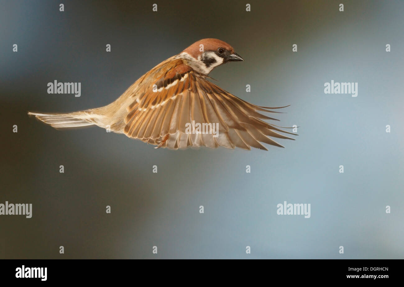 Eurasian Tree Sparrow (Passer montanus) in flight, Asbach, Bad Hersfeld, Hesse, Germany Stock Photo