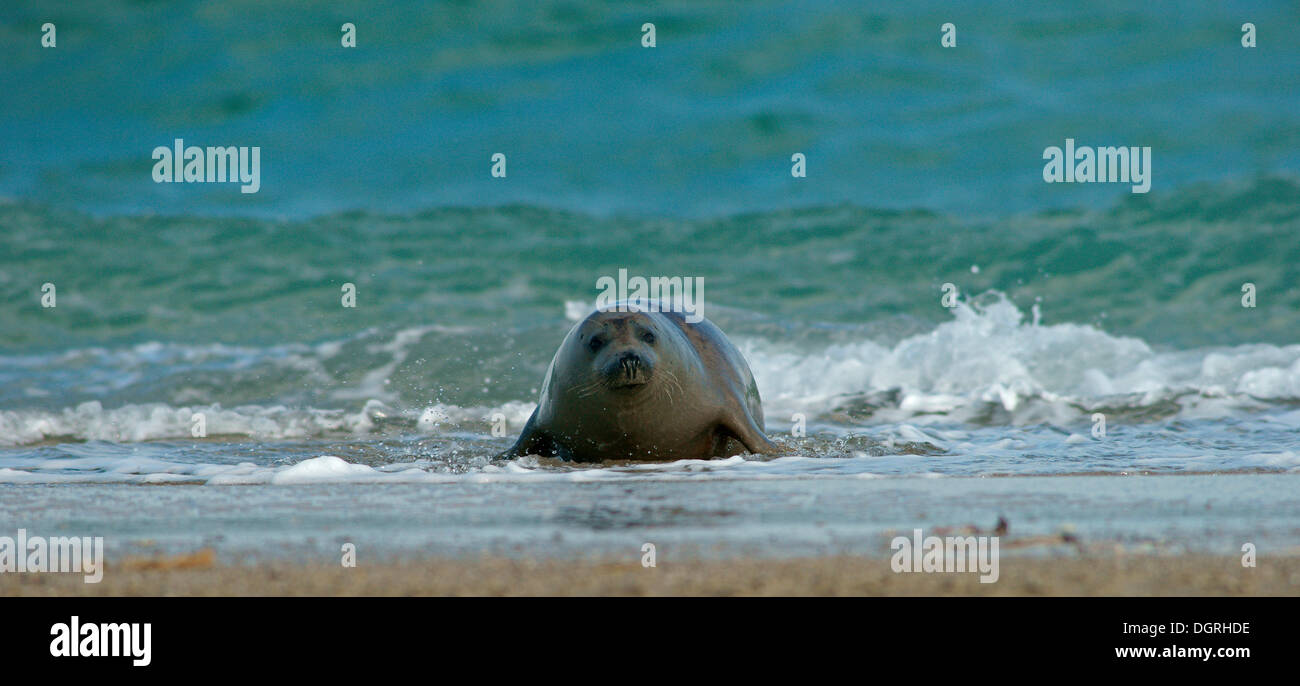 Harbour Seal (Phoca vitulina), Düne island, Helgoland, Schleswig-Holstein, Germany Stock Photo