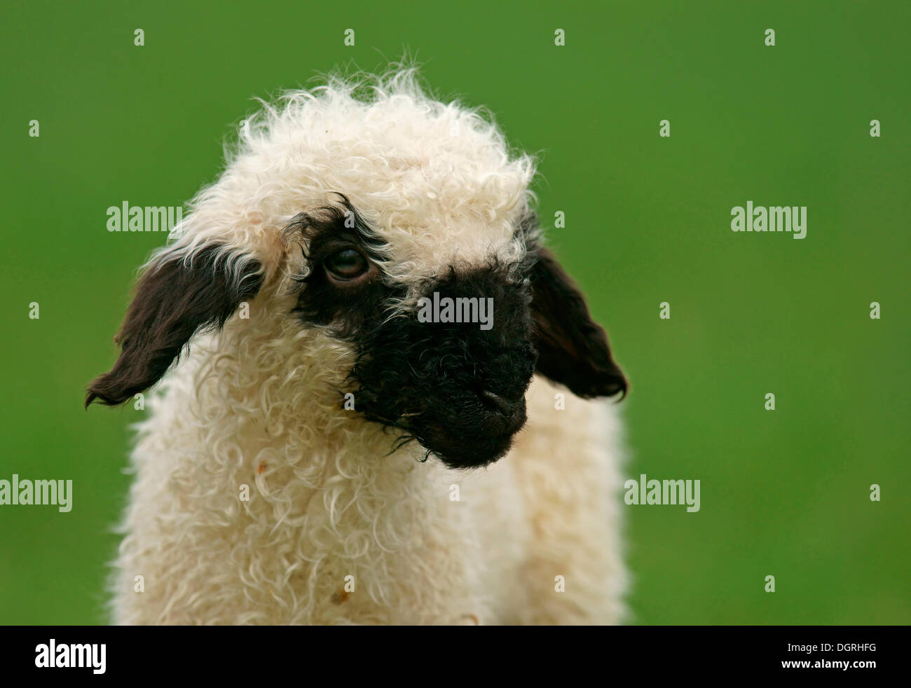 Valais Blacknose sheep (Ovis orientalis aries), lamb, Bad Hersfeld, Hesse, Germany Stock Photo