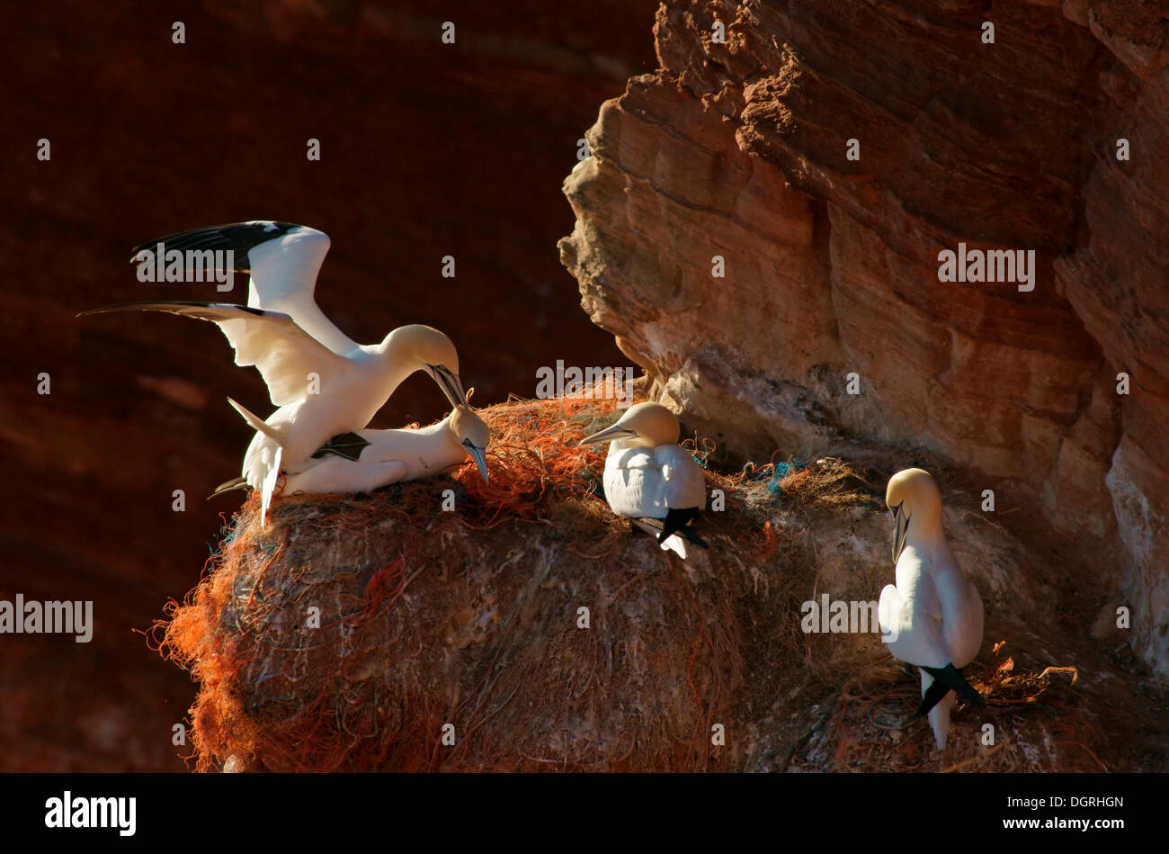 Northern Gannets (Morus bassanus), Helgoland, Schleswig-Holstein, Germany Stock Photo
