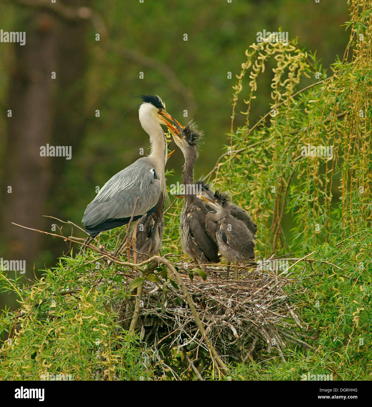 Grey Heron Nest Hi res Stock Photography And Images Alamy