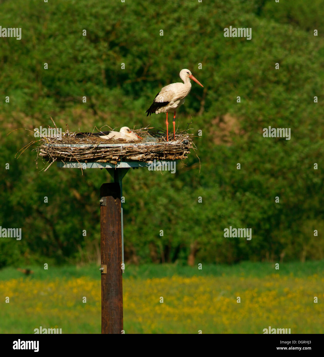 White storks (Ciconia ciconia) on the nest, Solms, Bad Hersfeld, Hesse, Germany Stock Photo