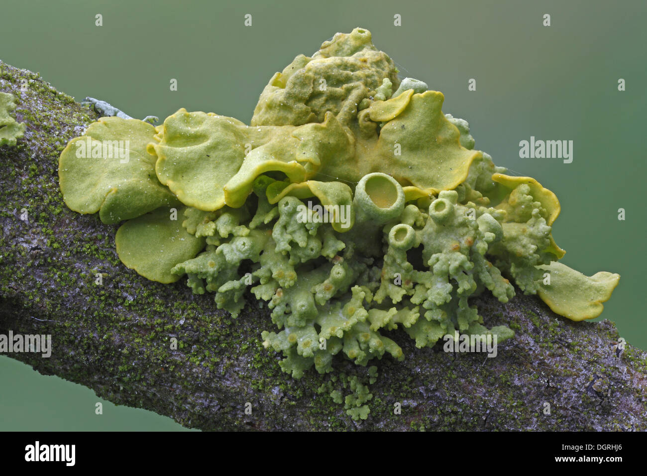 Yellow lichens (Xanthoria polycarpa), Bad Hersfeld, Bad Hersfeld, Hesse, Germany Stock Photo