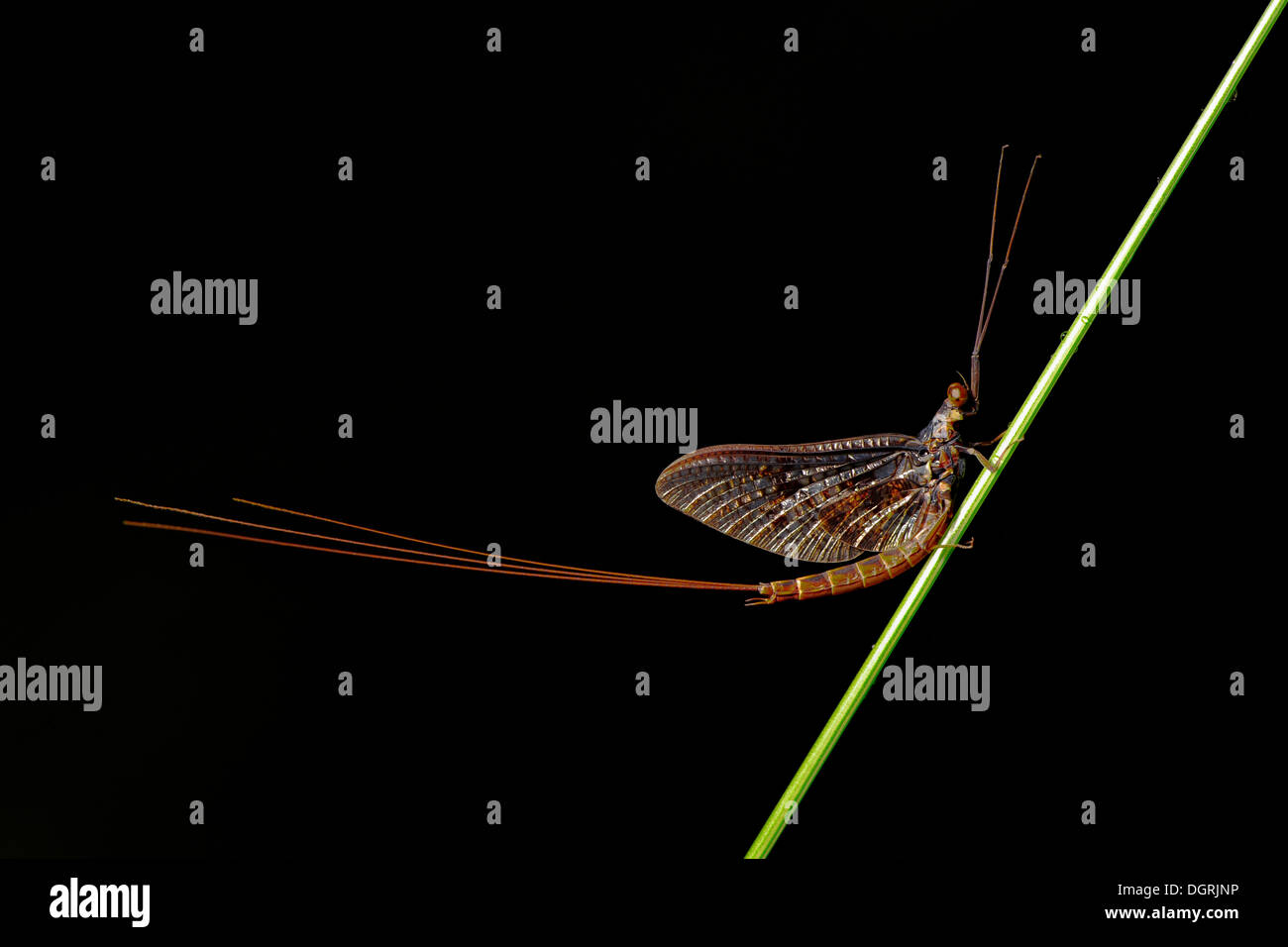 Mayfly (Ephemeroptera) Stock Photo