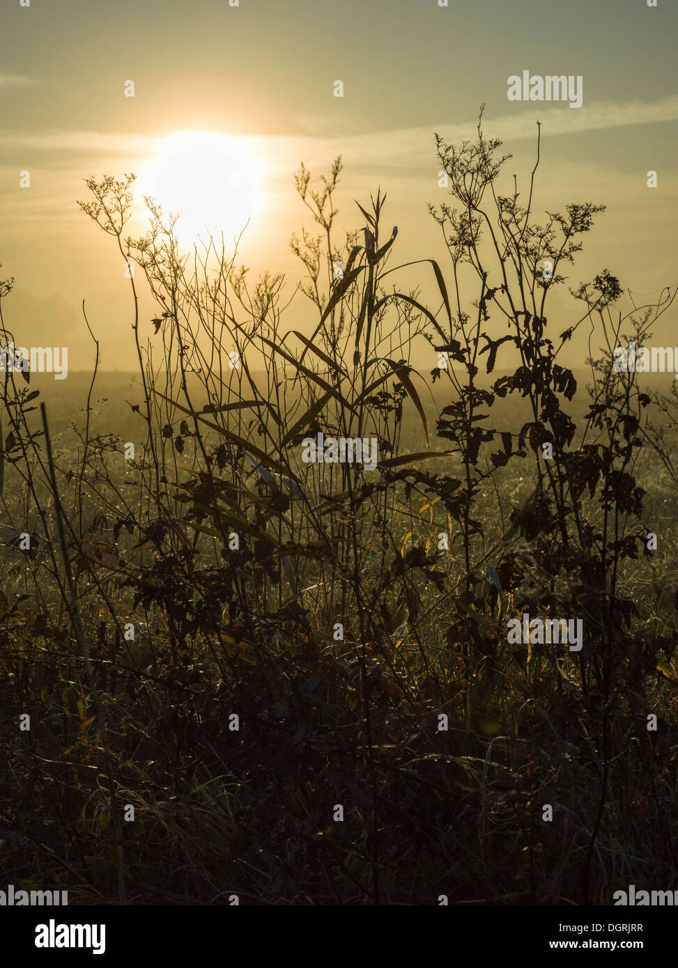 Backlit blade of grass sky hi-res stock photography and images - Alamy