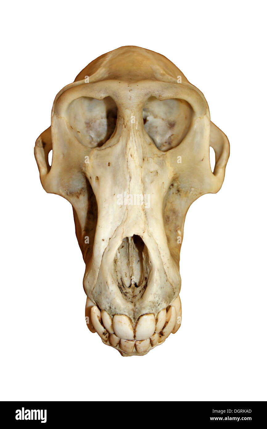 Olive Baboon Papio anubis Skull Stock Photo