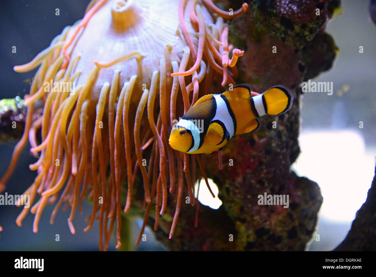 Clownfish (Anemonefish) in sea anemone, Blue Reef Aquarium, Towan Beach promenade, Newquay, Cornwall, England, United Kingdom Stock Photo