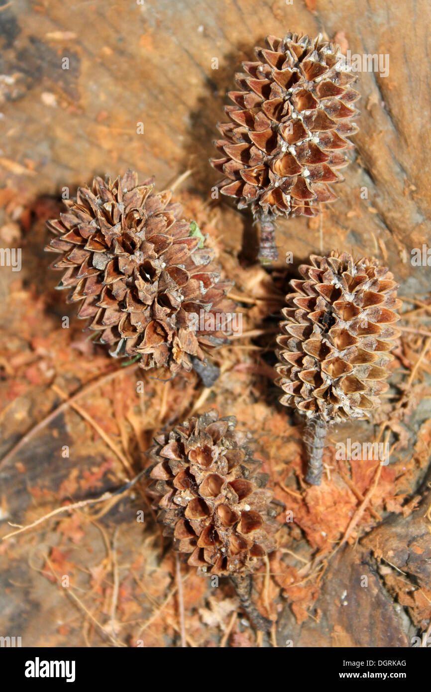 Tropical Tree Seed Pods, Ghana, West Africa Stock Photo