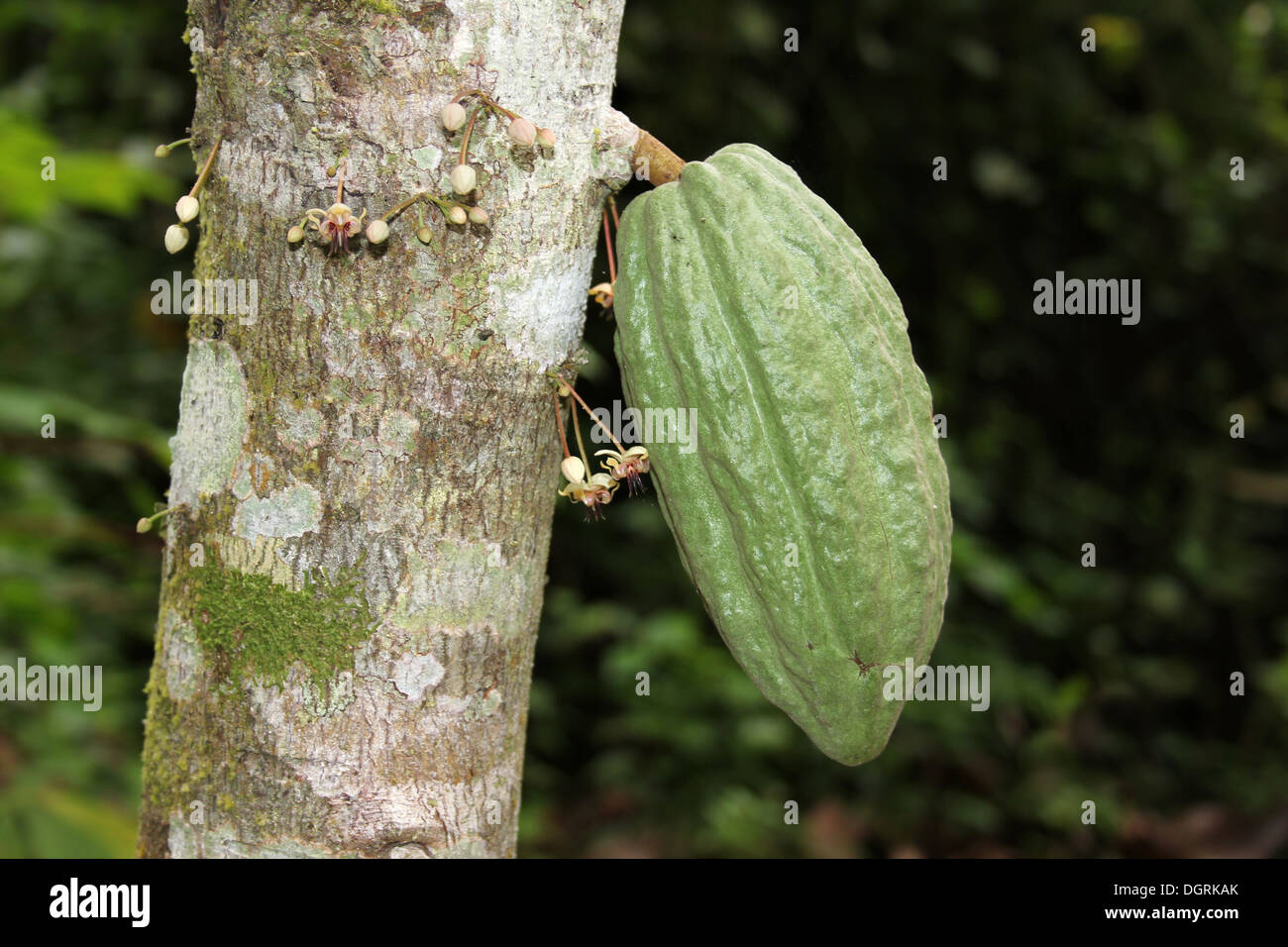 Cocoa Pod Growing On Tree Stock Photo