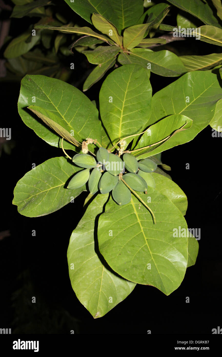 Seed Pods On A Tropical Tree Stock Photo