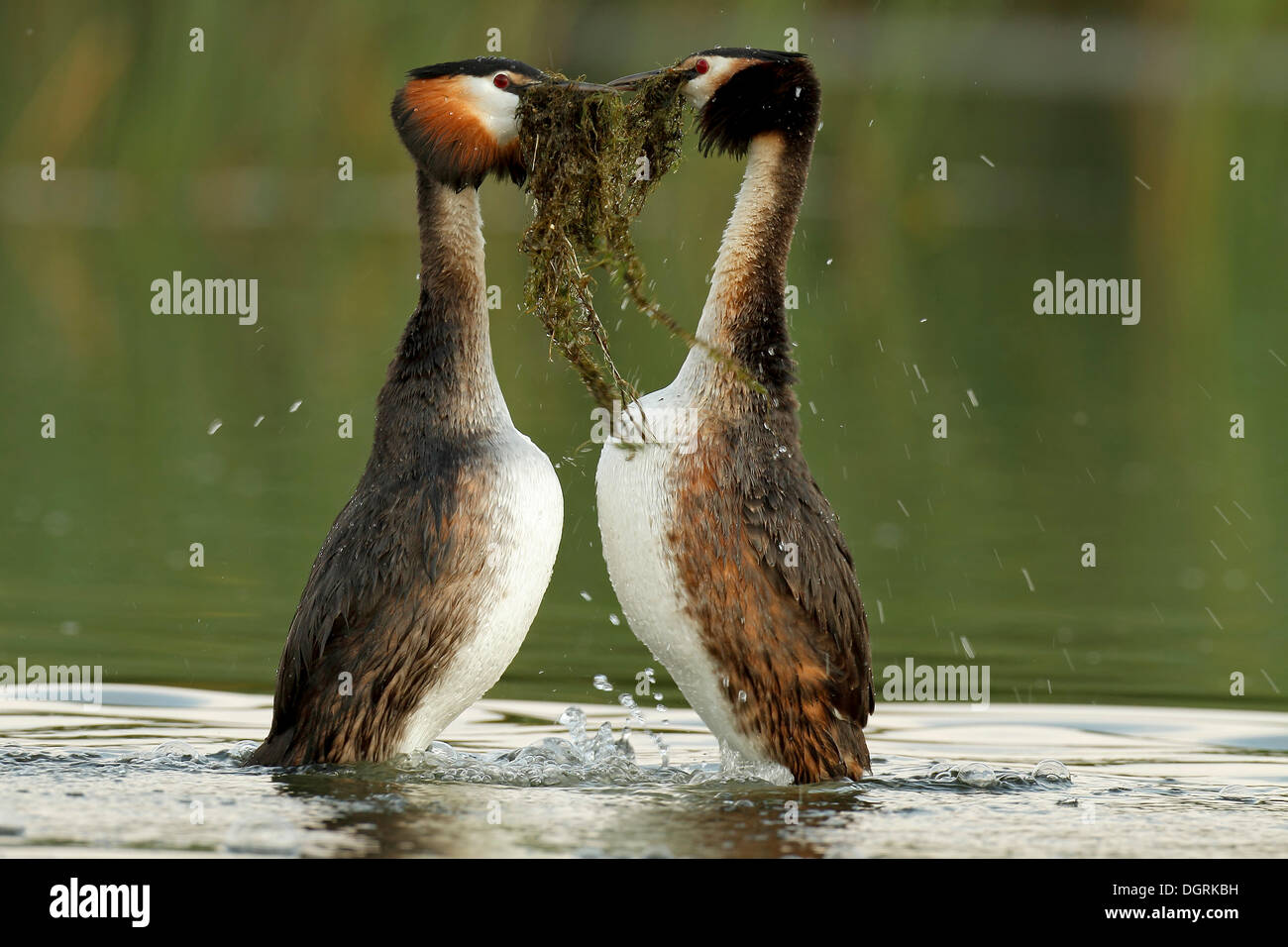 Great Crested Grebe (Podiceps cristatus) pair in courtship, transfer of nesting material, Drosedower Bek Stock Photo